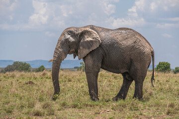 A herd of wild elephants walk through the savanna of Masai Mara National Park in Kenya, East Africa