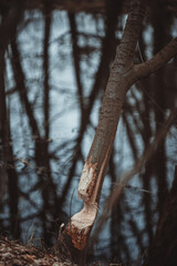 A beaver chewing tree - beaver Bits © Adam