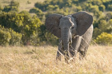 A herd of wild elephants walk through the savanna of Masai Mara National Park in Kenya, East Africa