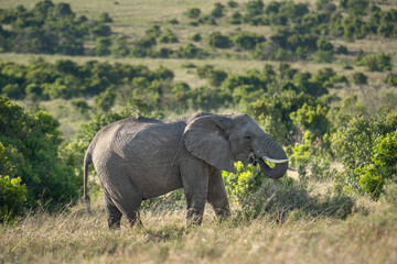A herd of wild elephants walk through the savanna of Masai Mara National Park in Kenya, East Africa