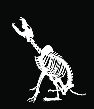 Wolf skeleton vector silhouette illustration isolated on black background. Predator fossil symbol in museum of science and biology. Canis lupus sign shape. Dog skeleton silhouette.