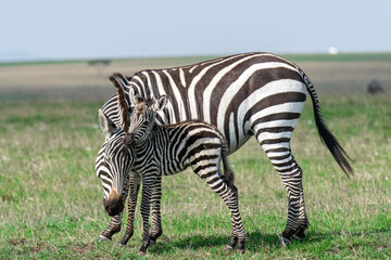 Zebras in Masai Mara, Kenya, Africa
