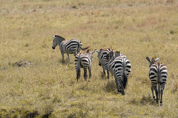 Naklejka premium Zebras in Masai Mara, Kenya, Africa
