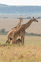 Group of Giraffes in Masai Mara, Kenya, Africa