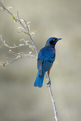 Emerald Starling