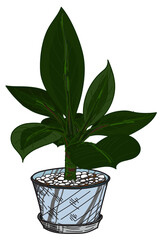 Potted betel in a pot.