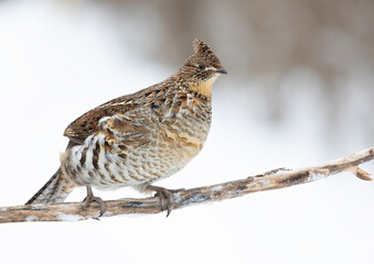 Ruffed grouse perched on a small branch the winter snow in Ottawa, Canada - 489861784