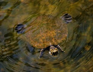 swimming against the current tide