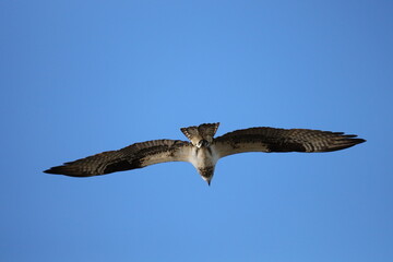 Osprey conservation success story 
