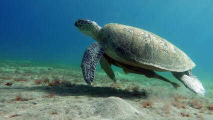 Big Green turtle on the reefs of the Red Sea.