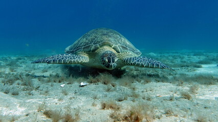 Fototapeta premium Big Green turtle on the reefs of the Red Sea.