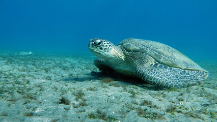 Big Green turtle on the reefs of the Red Sea.
