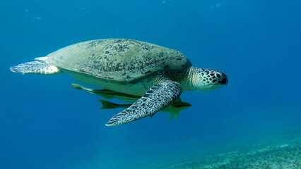 Fototapeta premium Big Green turtle on the reefs of the Red Sea.