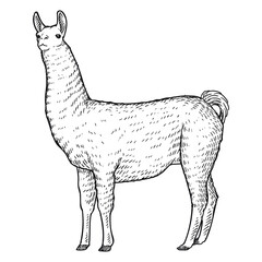 alpaca or ilama llama drawing