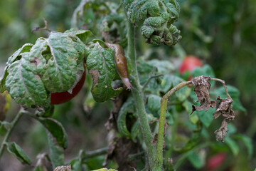 A closeup of a slug on a fresh garden tomato.