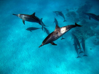 Obraz na płótnie Canvas Dolphins. Spinner dolphin. Stenella longirostris is a small dolphin that lives in tropical coastal waters around the world. 