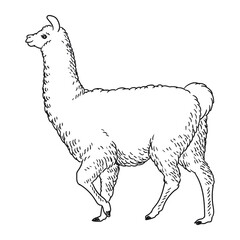 alpaca or ilama llama drawing