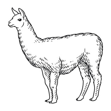 alpaca or ilama llama drawing