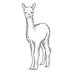 alpaca or ilama llama drawing