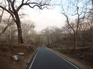 the road in the forest