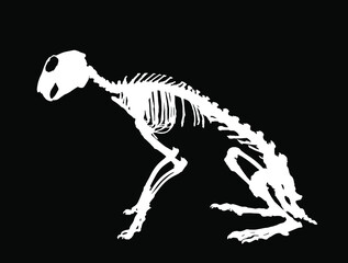 Rabbit skeleton vector silhouette illustration isolated on black background. Herbivore hare fossil symbol in museum of science and biology.