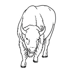 angry bison animal of america © MUMTAZ