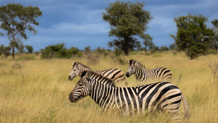 Fototapeta na wymiar zebra on the move in Africa