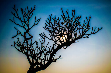 silhouette of a tree in the sunset