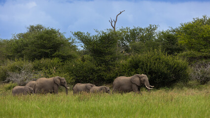 Naklejka premium A breeding herd of African elephants at a waterhole