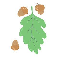 Hand drawn wild acorn with leaves on a white background isolated.