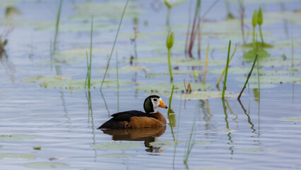 The African pygmy goose male.