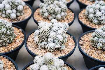 Beautiful cactus in flowerpot with sunlight for background and texture.