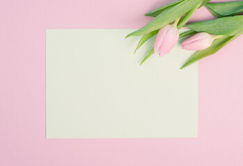 Pink tulips greeting card for birthday, easter holiday, womens day, mothers day, floral background with copy space for text, spring season