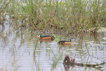 The African pygmy goose male.