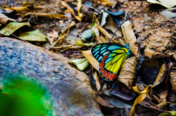 forest butterfly