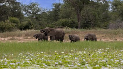 A breeding herd of African elephants at a waterhole