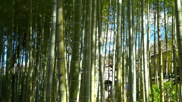 修善寺竹林の小径