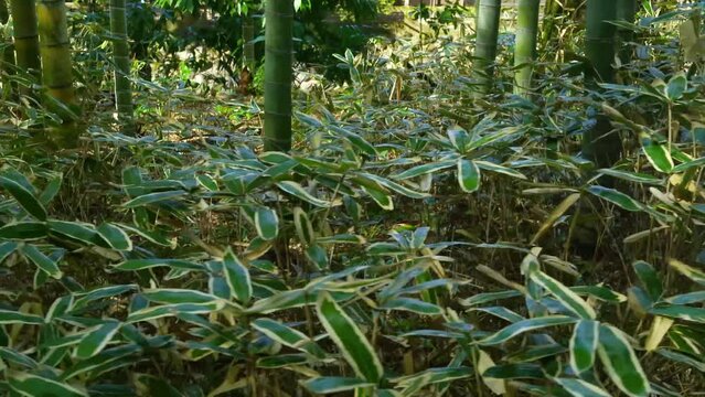 修善寺竹林の小径