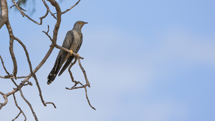 The common cuckoo perched in a tree
