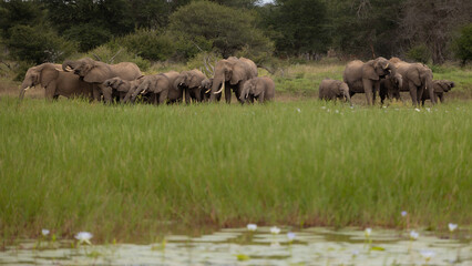 A breeding herd of African elephants at a waterhole