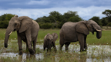 Fototapeta premium A breeding herd of African elephants at a waterhole