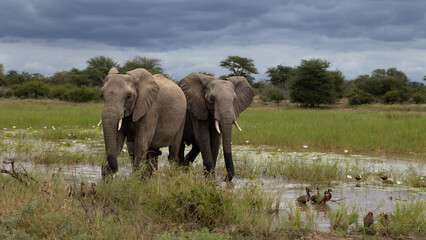 African Elephants in a waterhole
