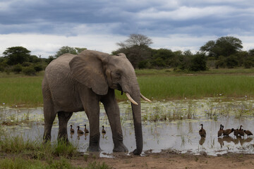 Obraz premium Young African elephant bull in a waterhole