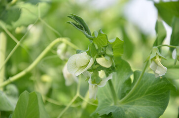 Peas growing in a garden