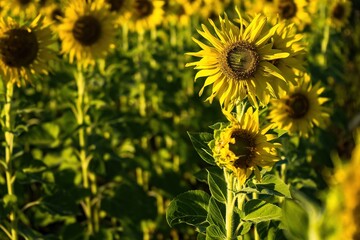 Beautiful sunflower flower blooming in sunflowers field.Thailand.