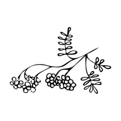 Hand drawn wild berries on a branch with leaves on a white background isolated.