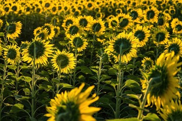 Beautiful sunflower flower blooming in sunflowers field.Thailand.