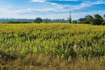 Beautiful sunflower flower blooming in sunflowers field.Thailand.