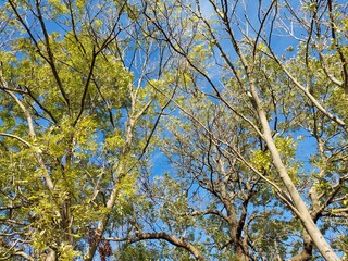 yellow leaves against blue sky