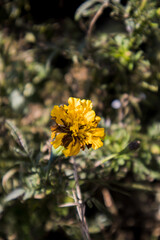 A marigold early bud in a plant.(6/7)